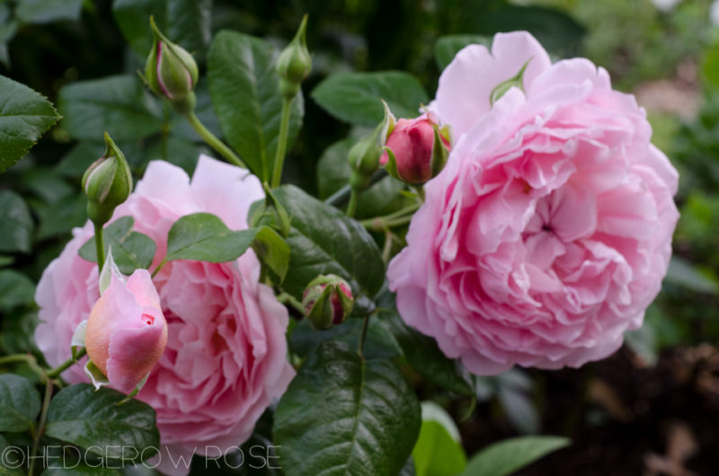 Introducing ‘Strawberry Hill’ David Austin Rose – Hedgerow Rose®