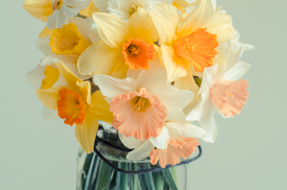 A collection of daffodils via Hedgerow Rose - 11