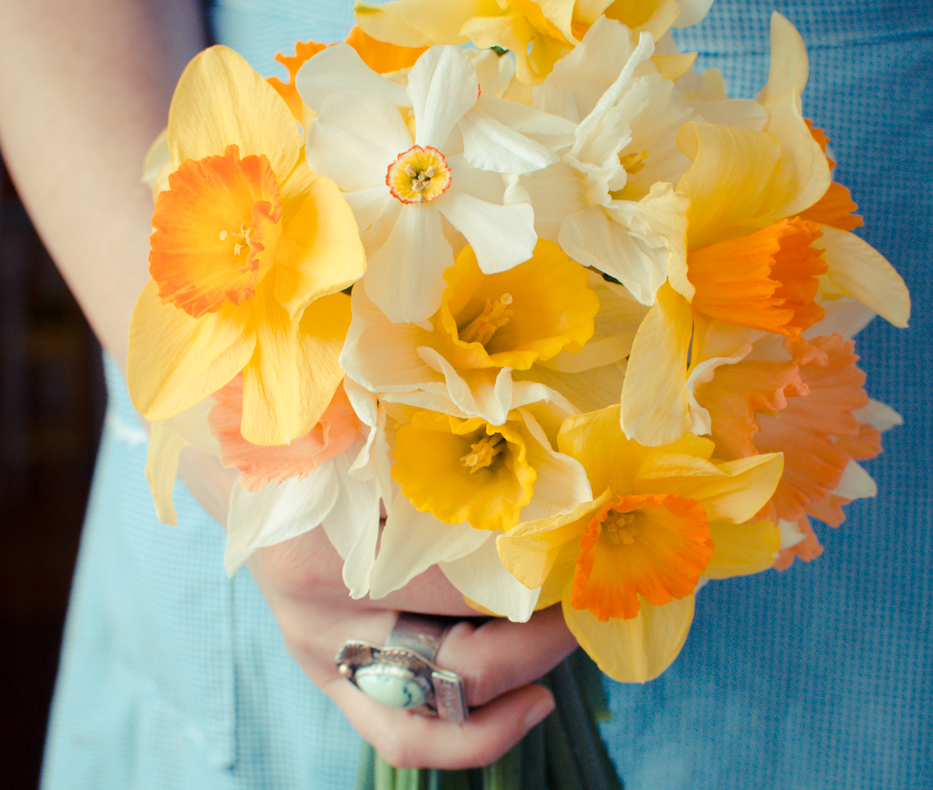 A collection of daffodils via Hedgerow Rose - 12