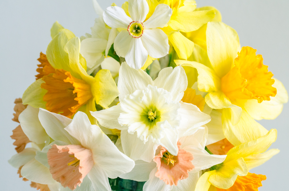 Daffodil 100 Collection and Narcissus poeticus var. recurvus