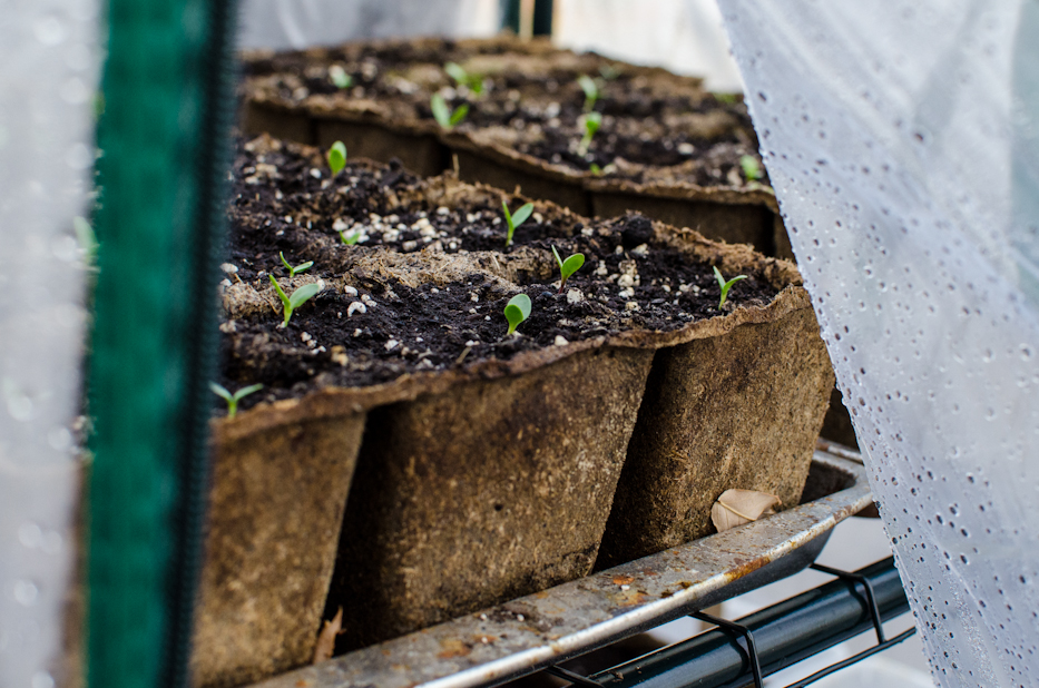 Enfant de Nice Dianthus seedlings