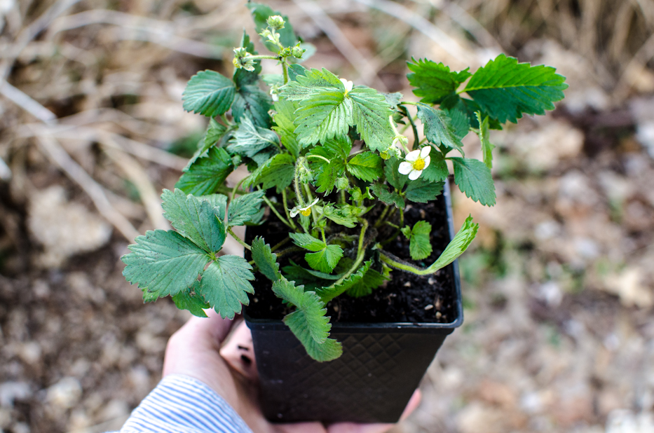 Mignonette Strawberries