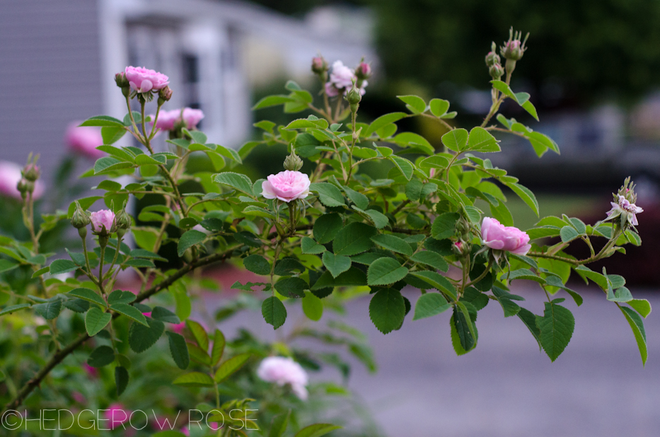 Petite Lisette Alba rose in June 2013 2