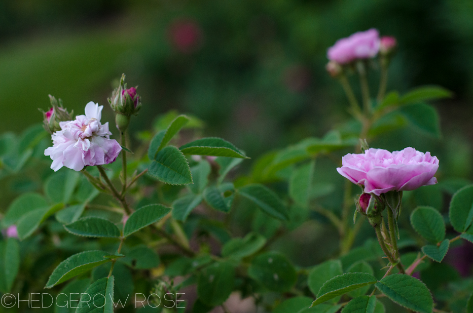 Petite Lisette Alba rose in June 2013 5