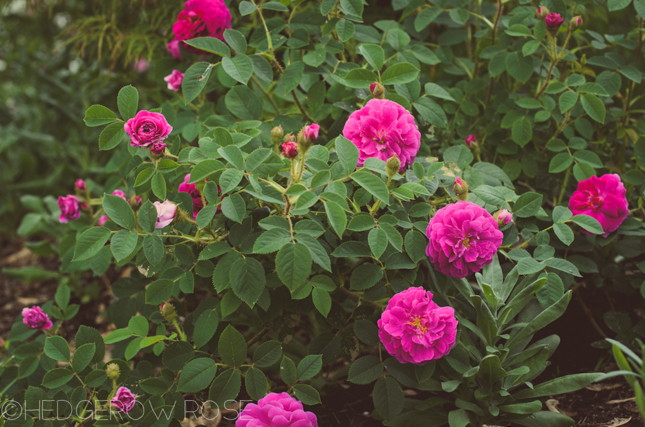 'Red Moss' and 'Old Red Moss' via Hedgerow Rose-11