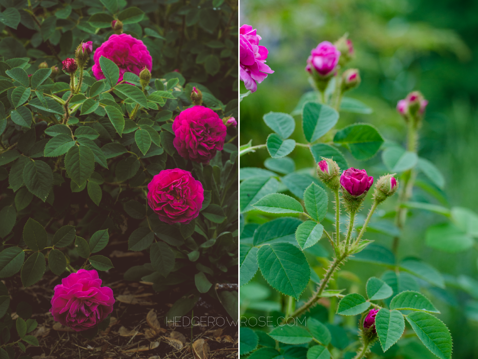 Red Moss and Old Red Moss via Hedgerow Rose 12