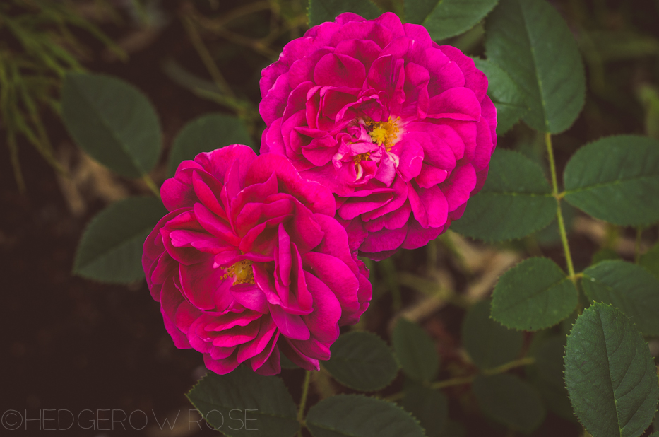 'Red Moss' and 'Old Red Moss' via Hedgerow Rose-2