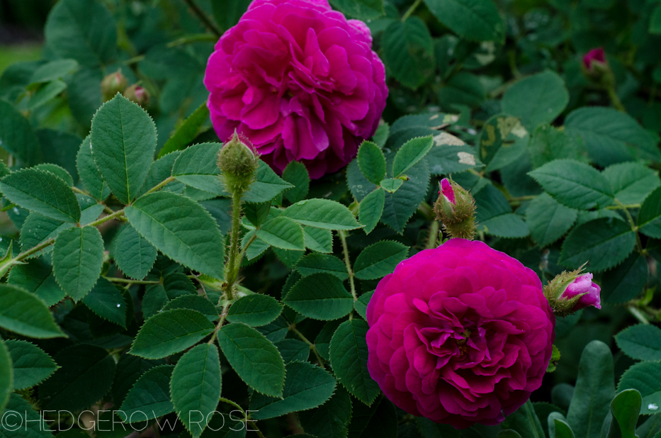 'Red Moss' and 'Old Red Moss' via Hedgerow Rose-9