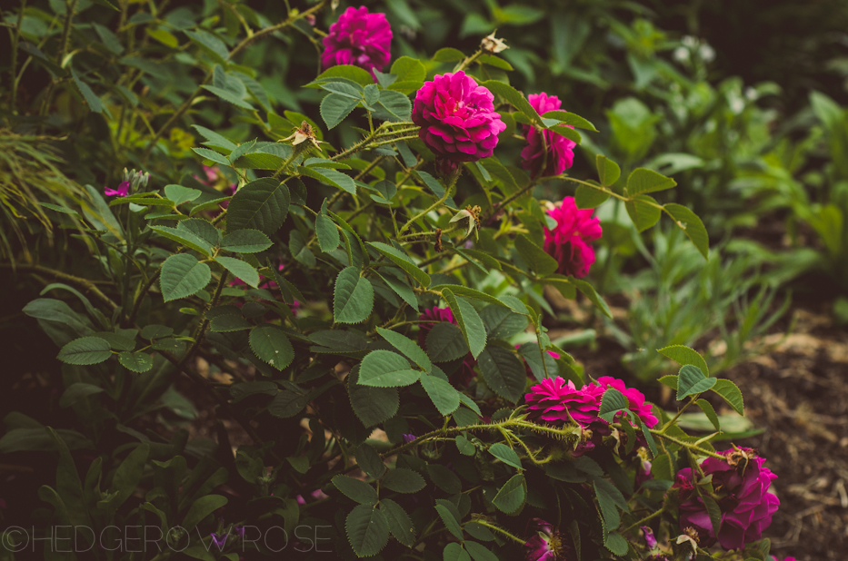 'Red Moss' and 'Old Red Moss' via Hedgerow Rose