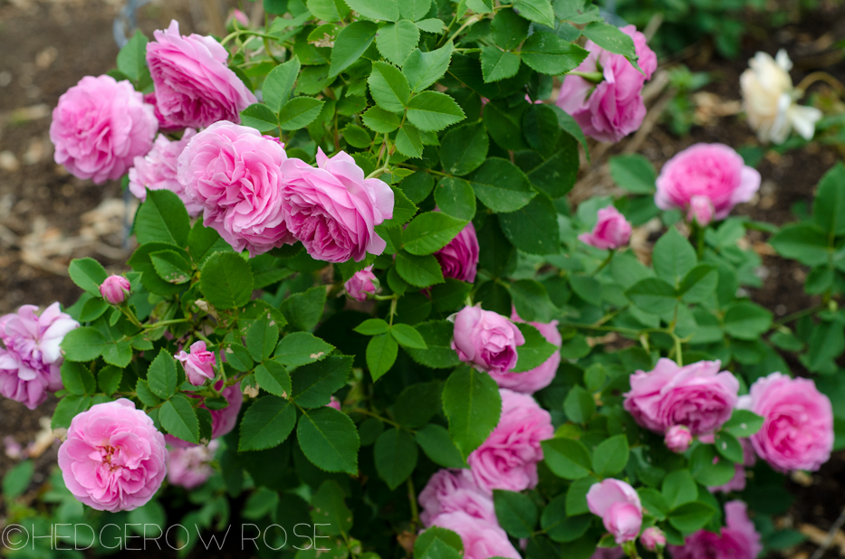 Growing ‘Reine Victoria’ Bourbon Rose