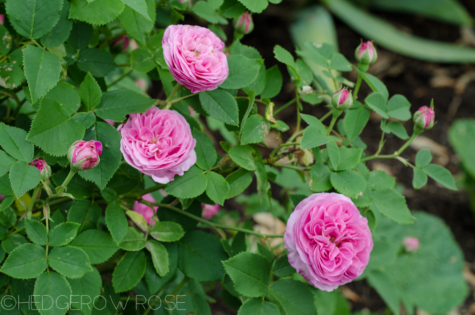 Growing Reine Victoria Bourbon Rose Hedgerow Rose