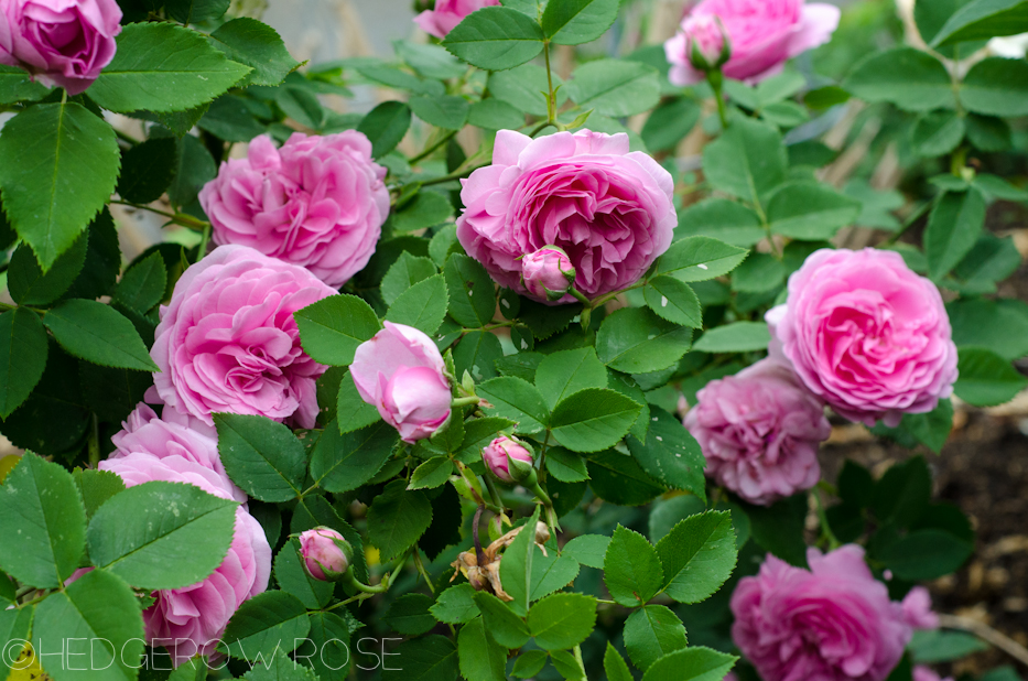 Reine Victoria via Hedgerow Rose - 3