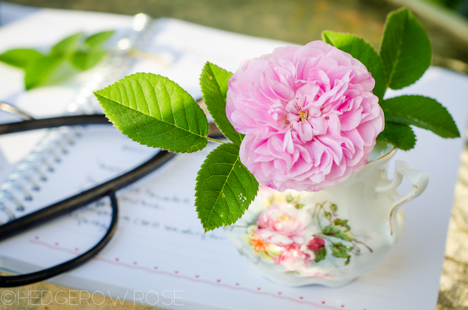 petite lisette and journal