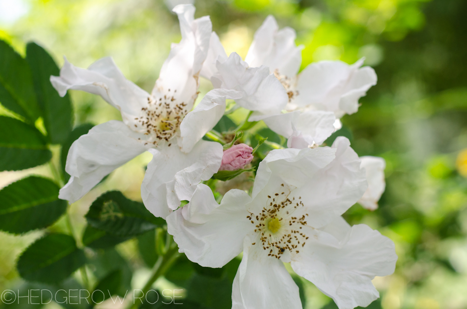 Examples of Bloom Form and Petal Count in Roses – Hedgerow Rose®