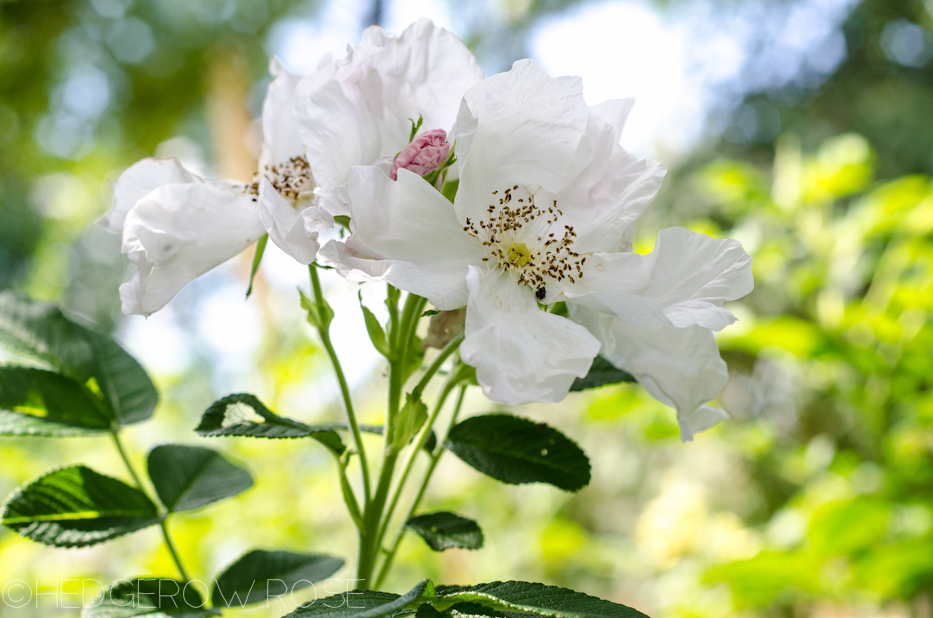 Rosa rugosa 'Alba' via Hedgerow Rose 2