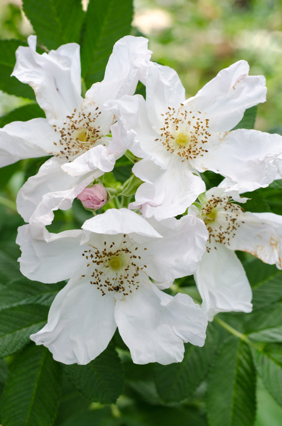 Rosa rugosa 'Alba' via Hedgerow Rose