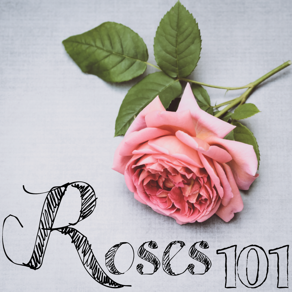 Roses-101-via-Hedgerow-Rose