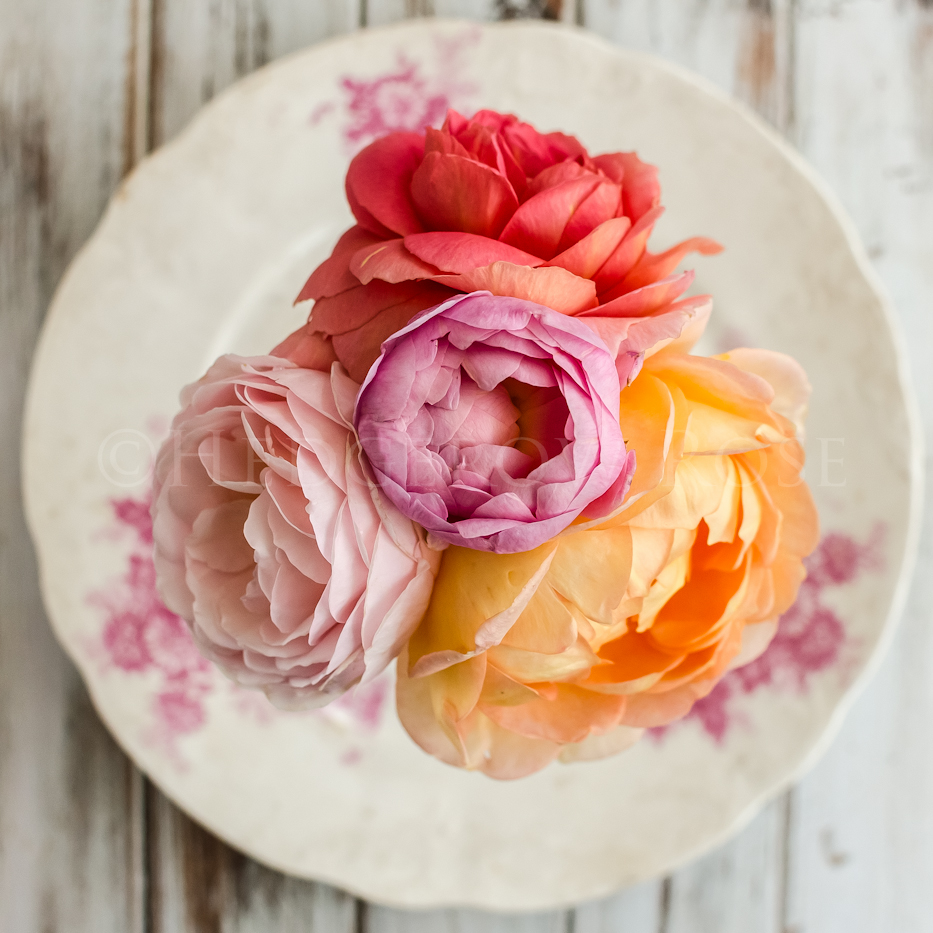 Roses on Antique Transferware Plate Thumbnail