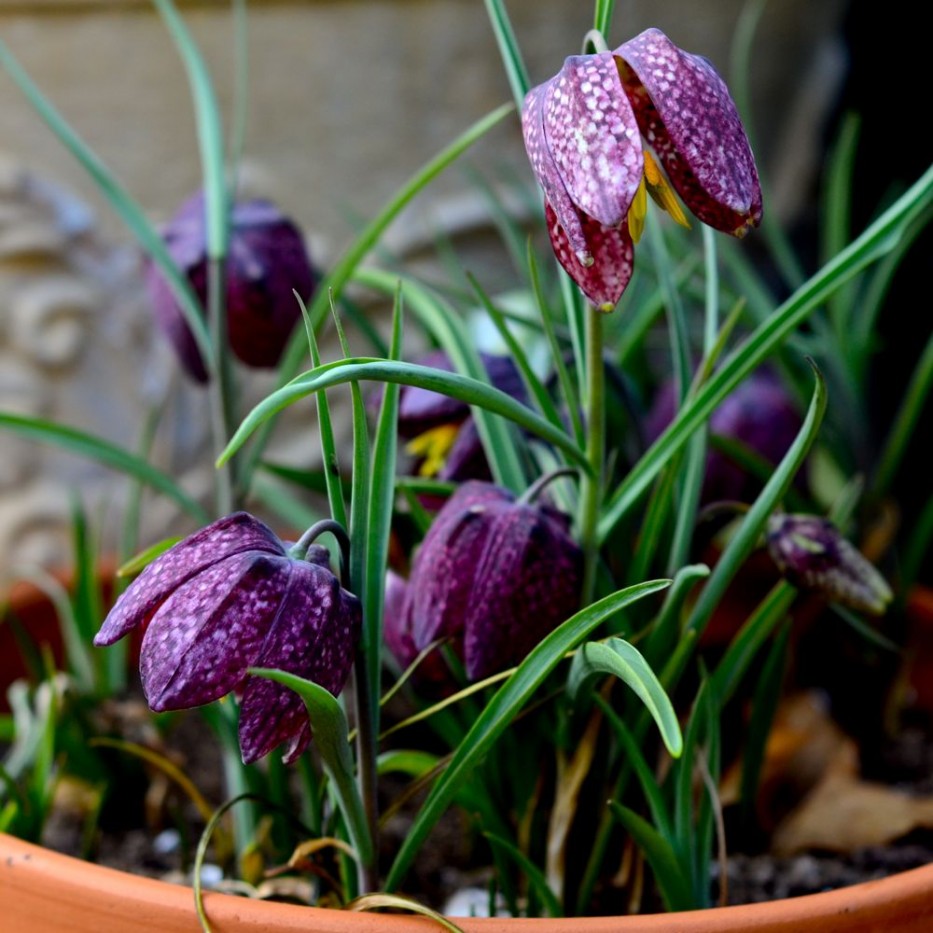 Fritillaria meleagris via Hedgerow Rose