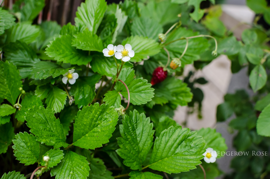 Mignonette Alpine Strawberries 2