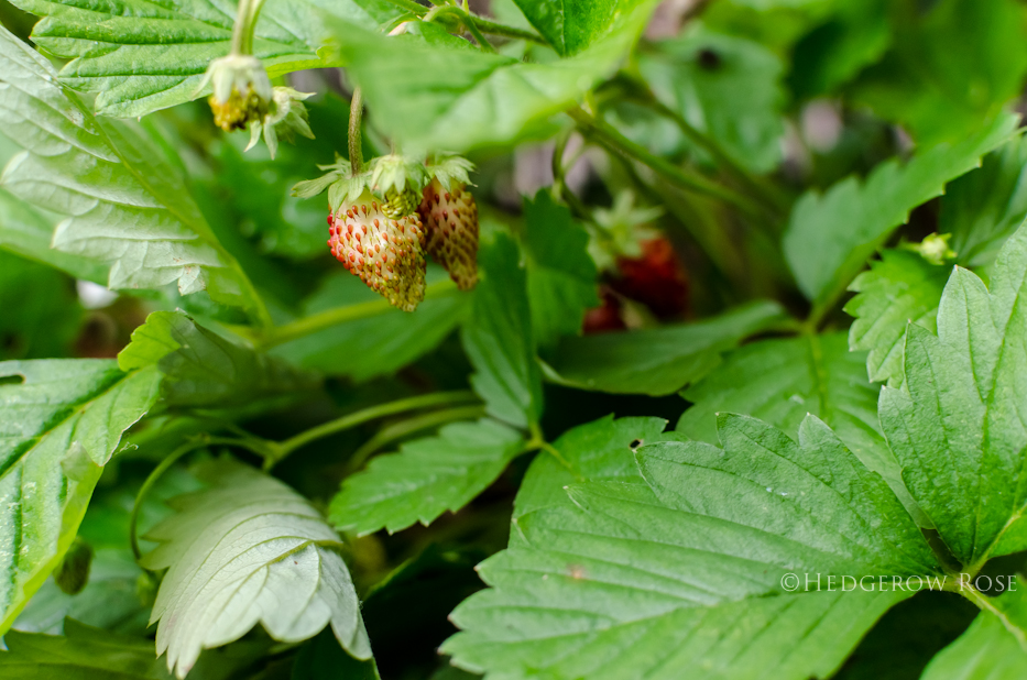 Mignonette Alpine Strawberries 3