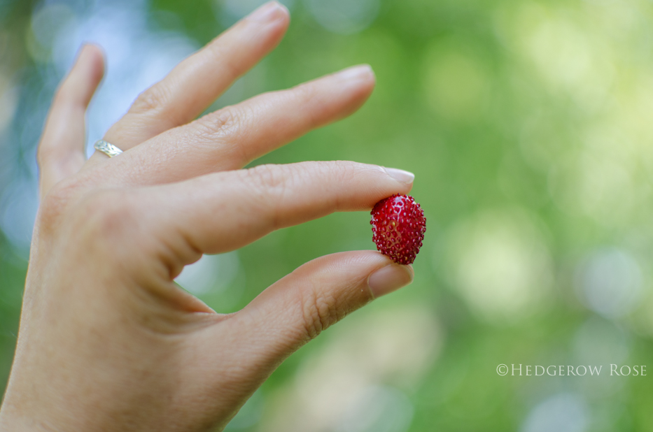 Mignonette Alpine Strawberries 5