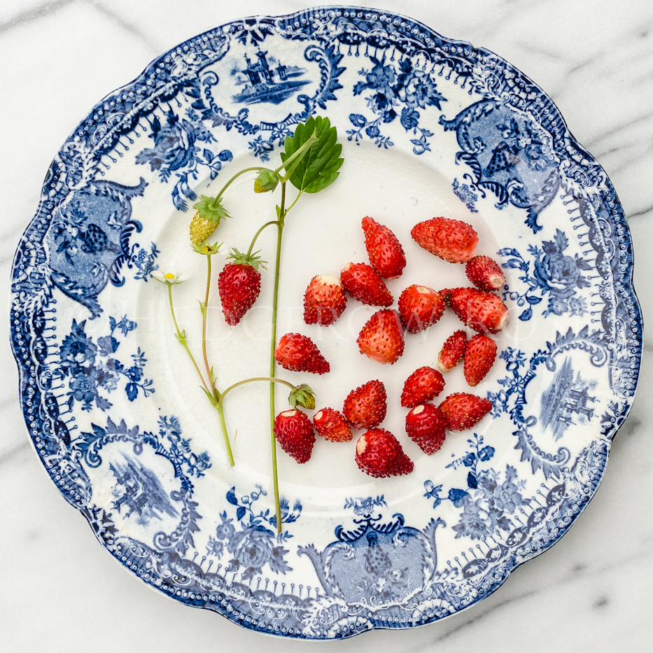 Growing: Alpine Strawberries (Fragaria vesca) ‘Mignonette’