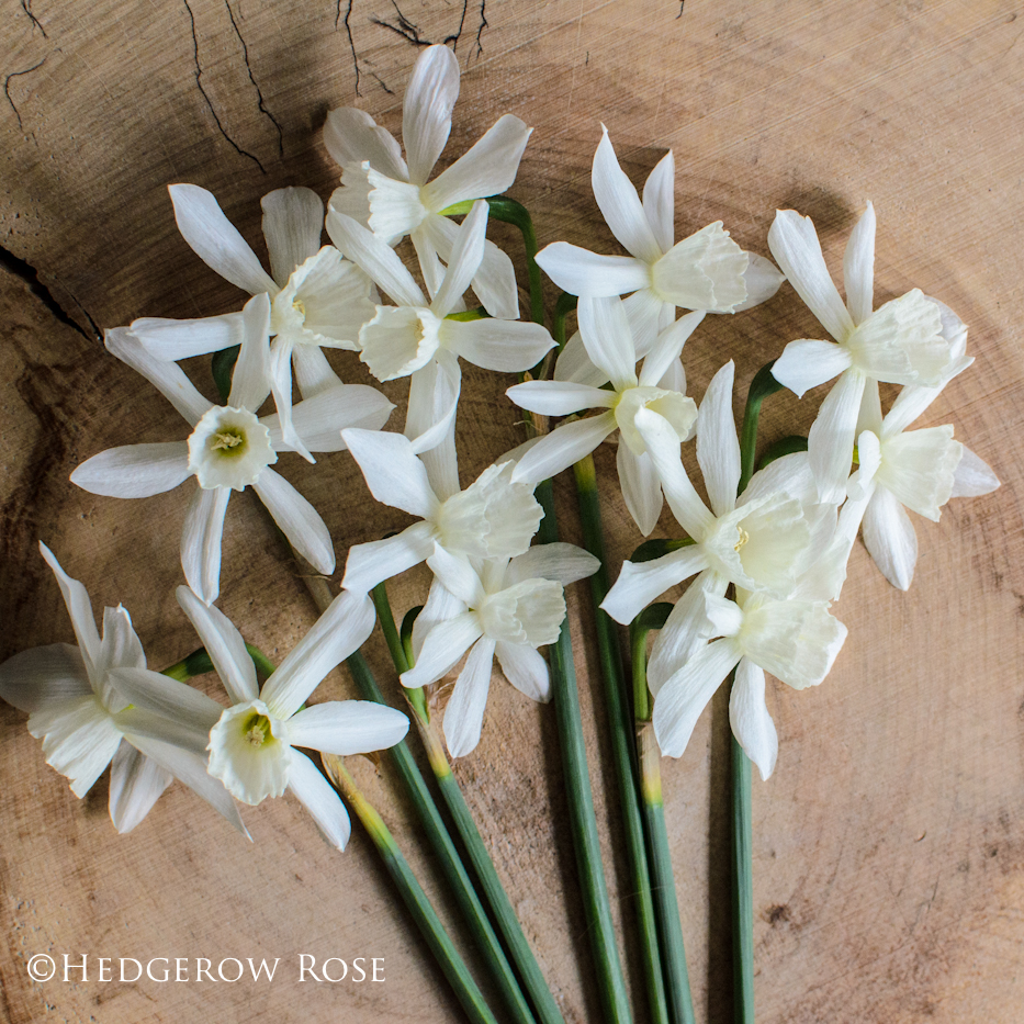 Narcissus Thalia via Hedgerow Rose