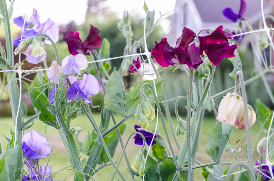 Sweet Peas 10