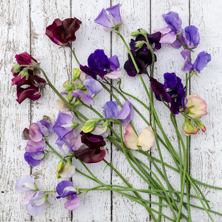 Sweet Peas 12