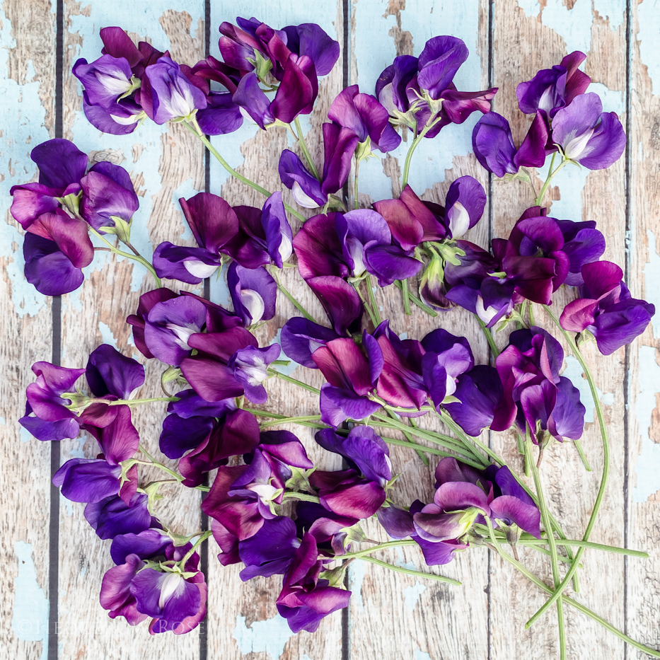 Sweet Peas 'North Shore'