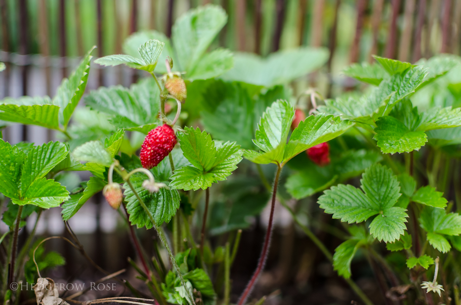 alpine strawberry mignonette