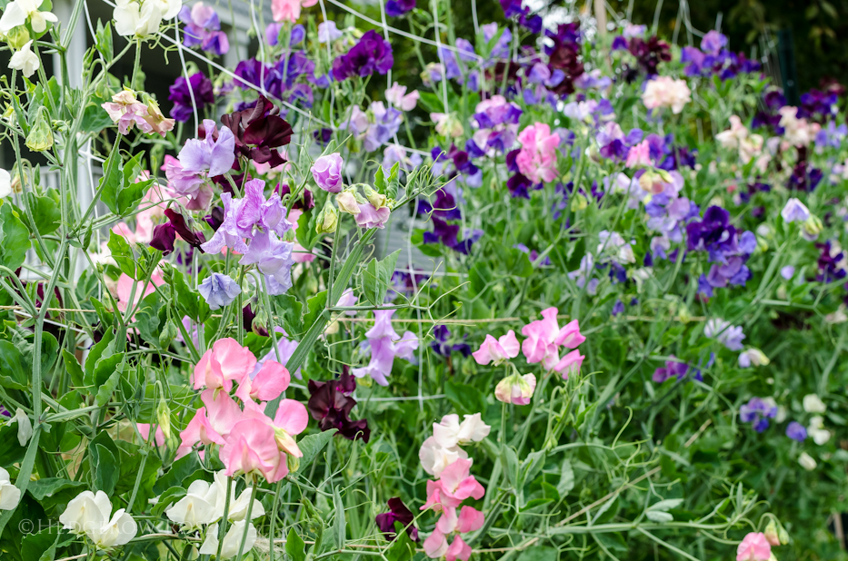 sweet peas 1