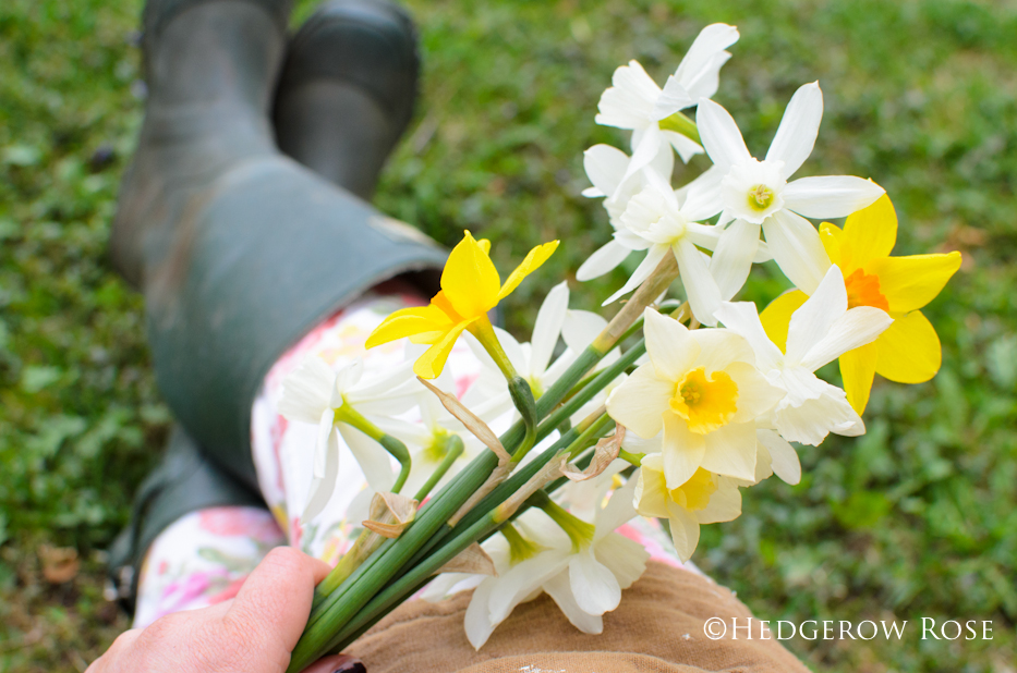 thalia and other narcissi