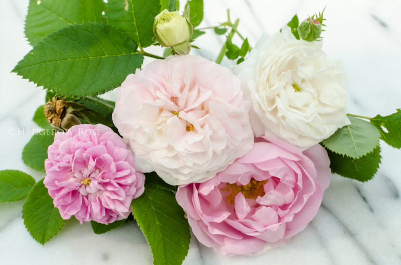 A Collection of Alba Roses – Hedgerow Rose®