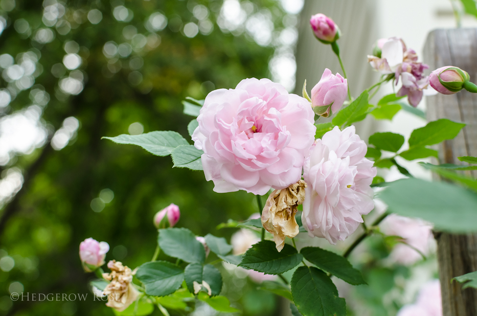 Arcata Pink Globe 2 via Hedgerow Rose