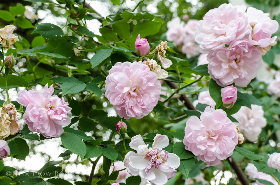 Arcata Pink Globe 3 via Hedgerow Rose