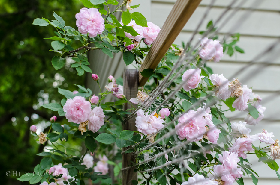 Arcata Pink Globe 4 via Hedgerow Rose