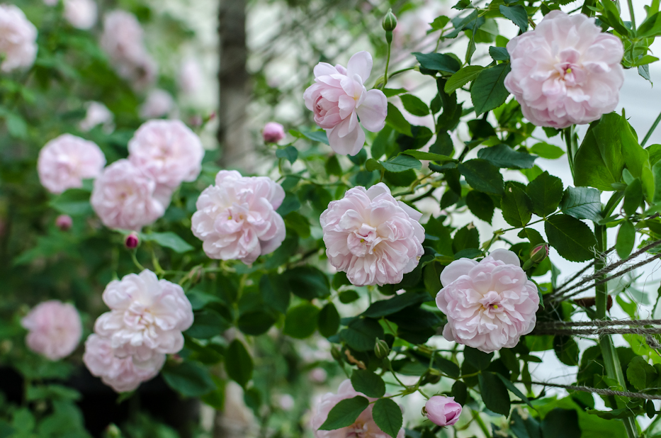 Arcata Pink Globe 5 via Hedgerow Rose