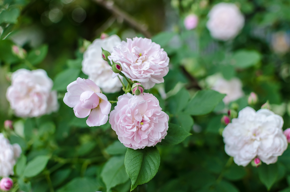 Arcata Pink Globe 6 via Hedgerow Rose