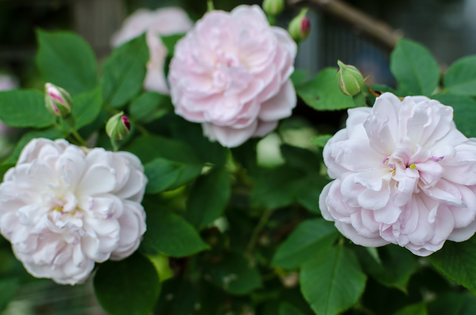 Arcata Pink Globe 7 via Hedgerow Rose