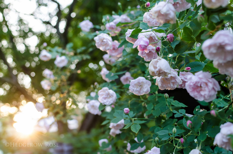 Arcata Pink Globe 8 via Hedgerow Rose