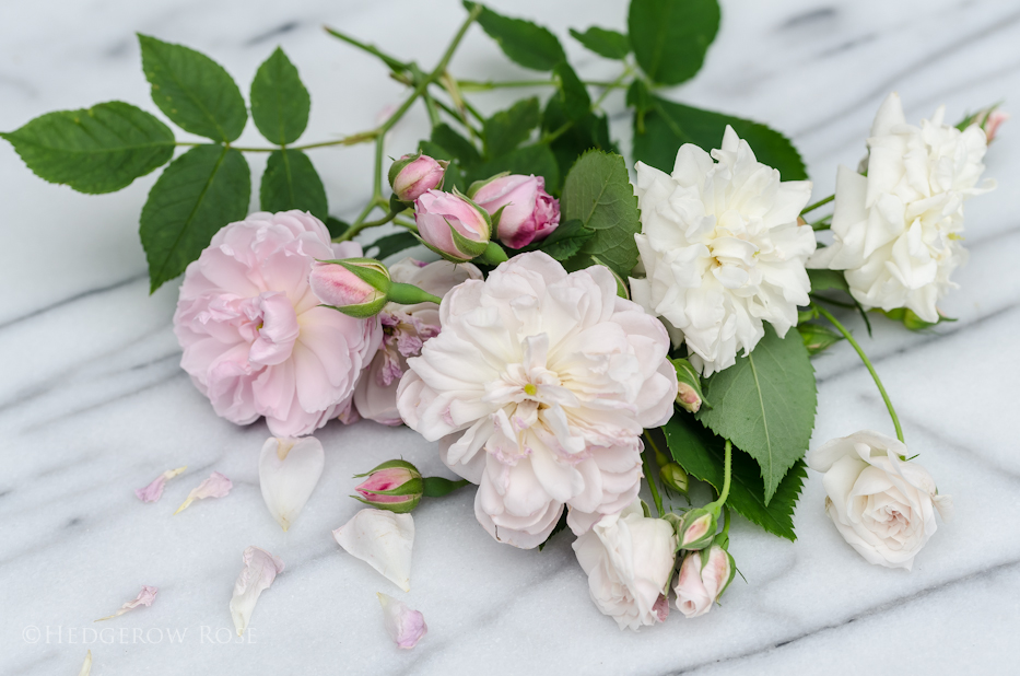 Arcata Pink Globe and Baltimore Belle Hybrid Setigera Roses