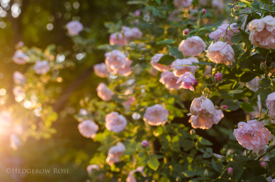 Arcata Pink Globe at sunset