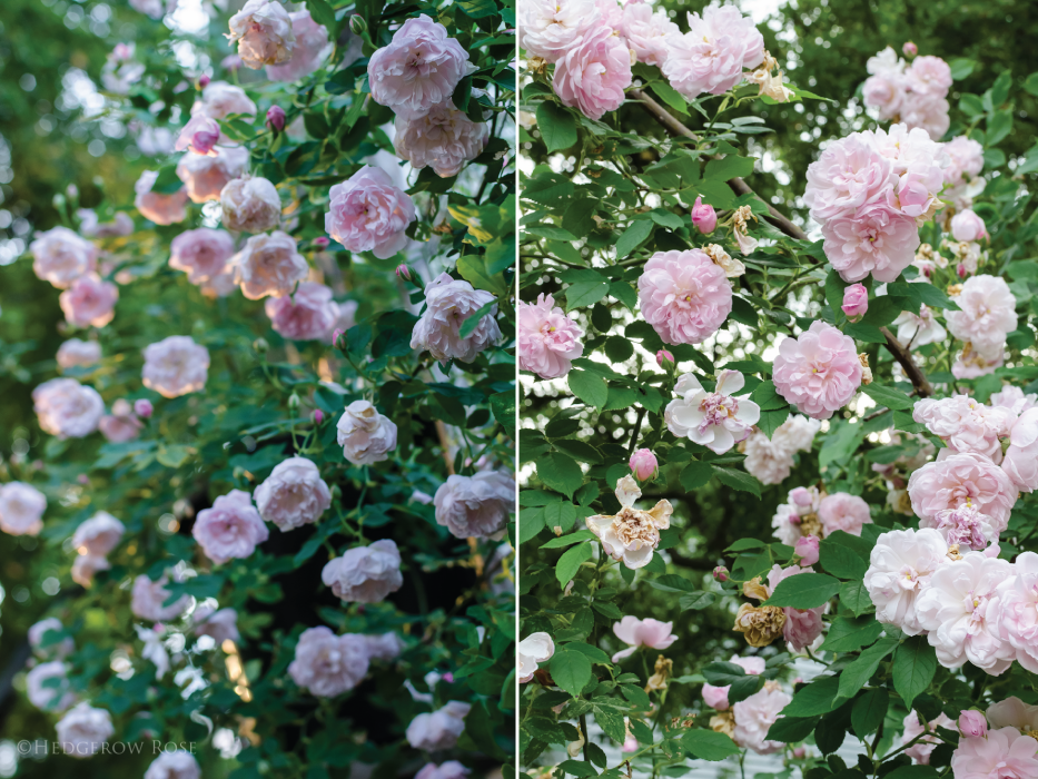 Arcata-Pink-Globe-via-Hedgerow-Rose