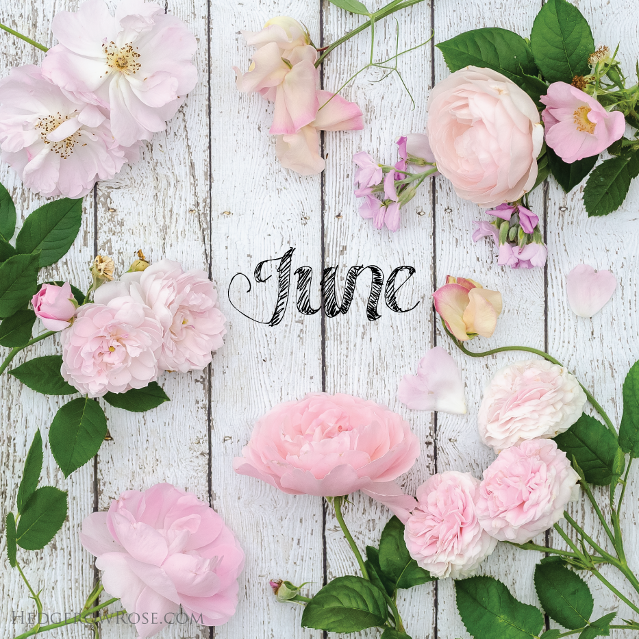 Blush Pink Roses in June