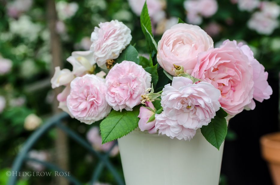 Bouquet of blush pink roses 2
