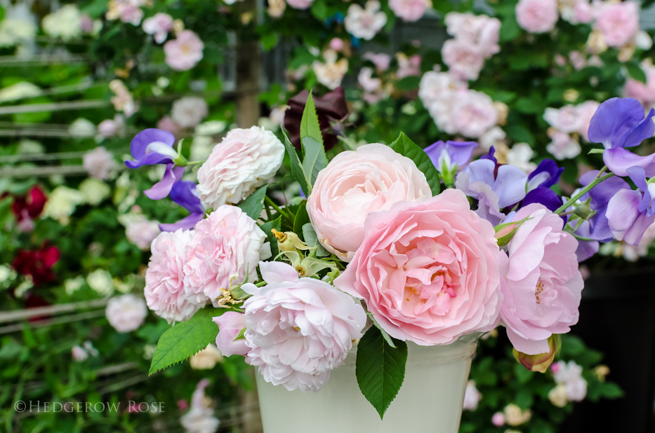 Blush Pink Roses in June – Hedgerow Rose®