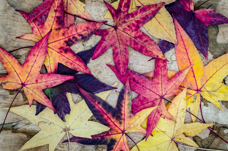 Sweet Gum Leaves_