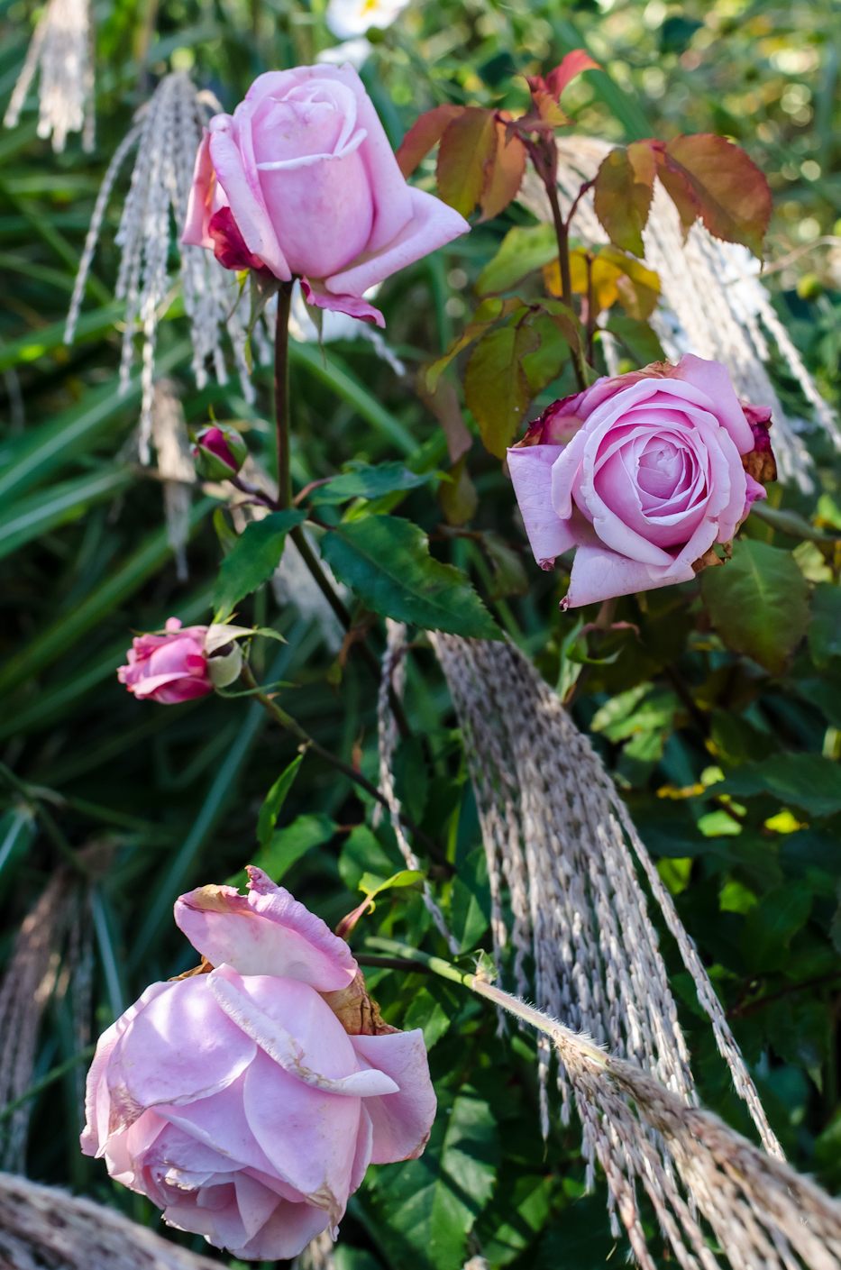 Belinda's Dream via Hedgerow Rose